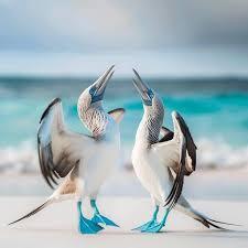 Team Page: Blue Boobies